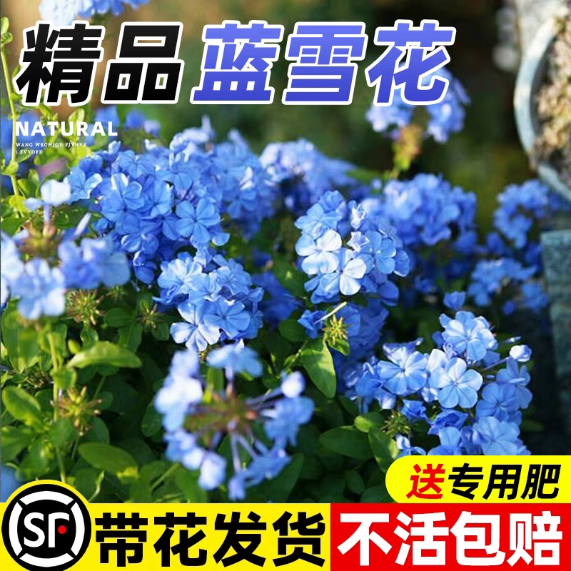蓝雪花盆栽大苗花卉好养易活带花苞花苗爬藤四季种植室内阳台植物,鲜花速递/花卉仿真/绿植园艺,时令草本花卉,淘宝优惠券,粉丝福利购,淘宝优惠卷