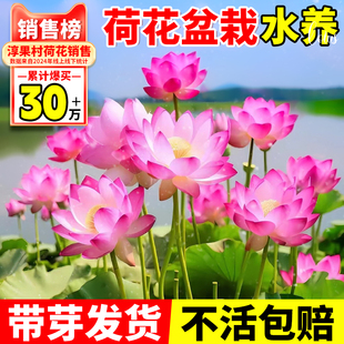 荷花盆栽睡莲水培池塘植物花水养观赏荷花藕种缸栽碗莲食用莲花苗