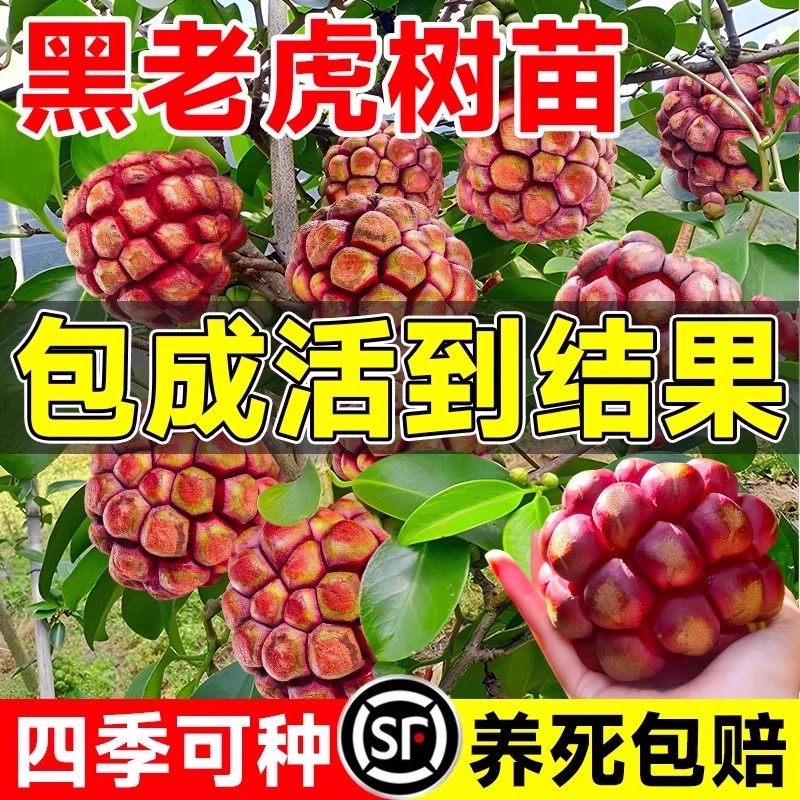 黑老虎树苗果苗布福娜恶魔果药材八月瓜盆栽四季好养种植当年结果