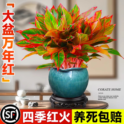 大盆万年红盆栽桌面绿植物室内客