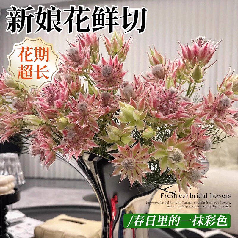 南非进口新娘花鲜花云南直发鲜切多头室内水养家用插花婚庆手捧花