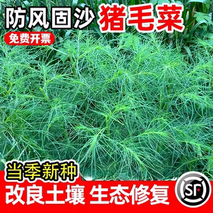 猪毛菜种子缨扎蓬棵绿化种籽多年生防风固沙草籽耐盐耐碱野生猪毛