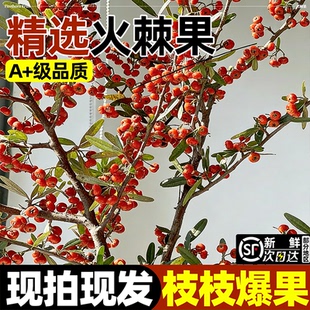 火棘果鲜切火把果鲜枝条红红火火水养年宵花客厅装饰摆件观赏插花