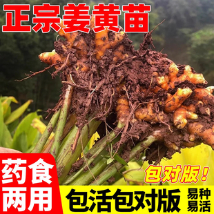 姜黄苗盆栽苗姜黄种子苗四季常青盆栽苗阳台庭院小黄姜月子姜种苗