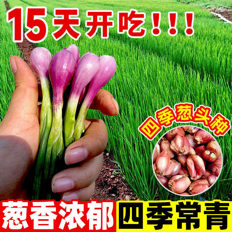 农家葱头种香葱阳台火葱头四季种植红葱头蔬菜种籽小香葱种子盆栽,鲜花速递/花卉仿真/绿植园艺,种苗/半成品盆栽,淘宝优惠券,粉丝福利购,淘宝优惠卷