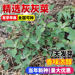 灰灰菜种子四季种植易成活早熟抗病高产蔬菜野生山野菜灰条菜种籽