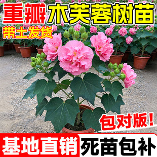 木芙蓉树苗芙蓉花苗变色醉芙蓉盆栽地栽重瓣三醉芙蓉大树庭院种植