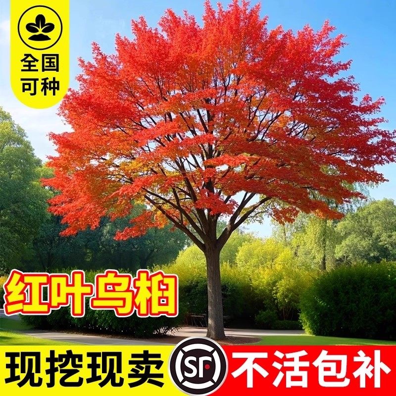 乌桕树苗红叶乌桕树名贵苗木庭院