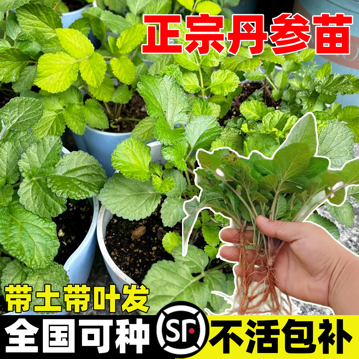 丹参种苗四季种植耐寒高产