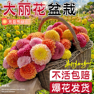 大丽花盆栽阳台庭院好养带花苞