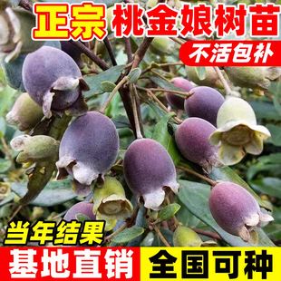 桃金娘树苗野生稔子树观花老桩大树南北方种植当年结果常绿易成活