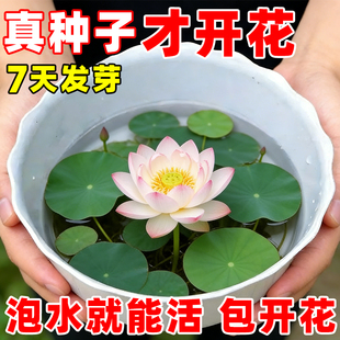 碗莲种子水培碗莲种子孑室内花好养真正的开花卉四季荷花睡莲盆栽