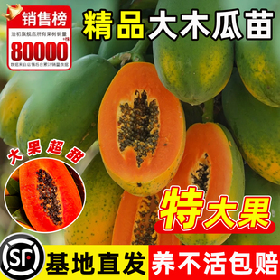 冰糖红心木瓜苗果树正宗矮化嫁接苗庭院盆栽地栽名贵水果树绿植苗