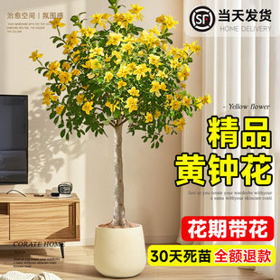 黄钟花盆栽树苗四季易活橙钟花大型绿植带花室内庭院阳台绿化景观