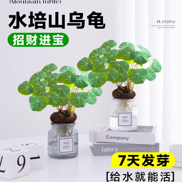 山乌龟水培植物好养活盆栽种球