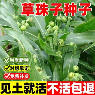 草珠子种子草菩提子串珠子门多年生草本庭院绿化种植观赏花卉种子