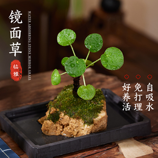 镜面草盆栽水培植物四季耐阴虎耳草吸水石盆景室内桌面绿植好养活