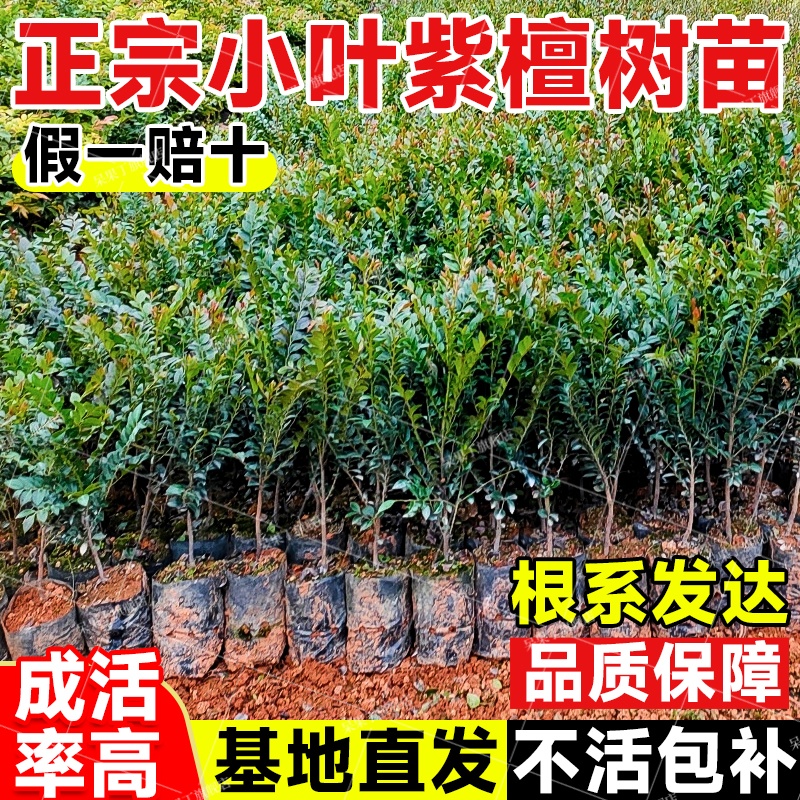 正宗名贵小叶紫檀树苗盆栽台湾紫