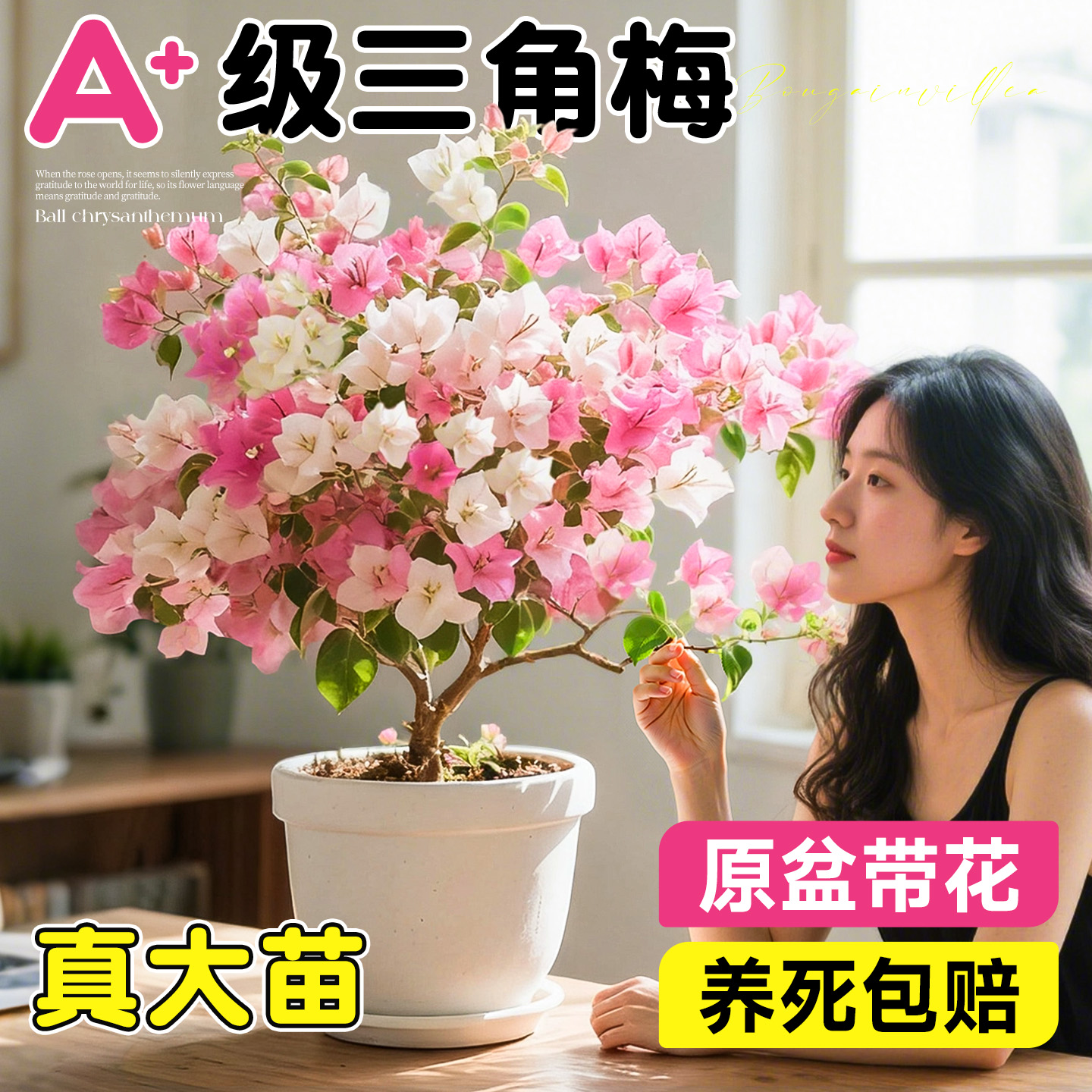 三角梅盆栽漳红樱开花植物