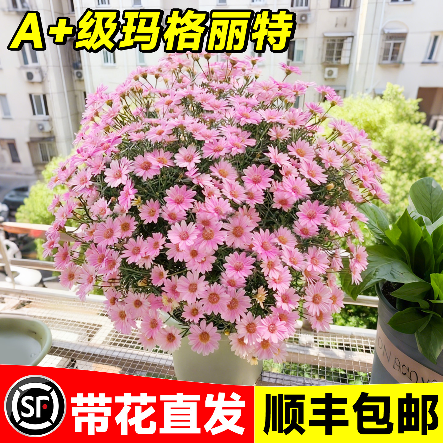 玛格丽特盆栽花苗四季好养活菊花