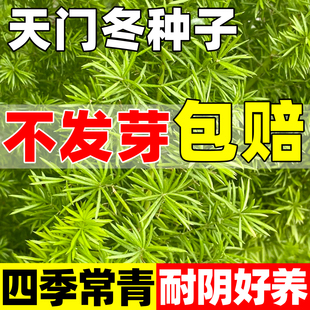 天门冬种子阳台庭院蔬菜种子中药材门冬种籽四季种植高产易活盆栽