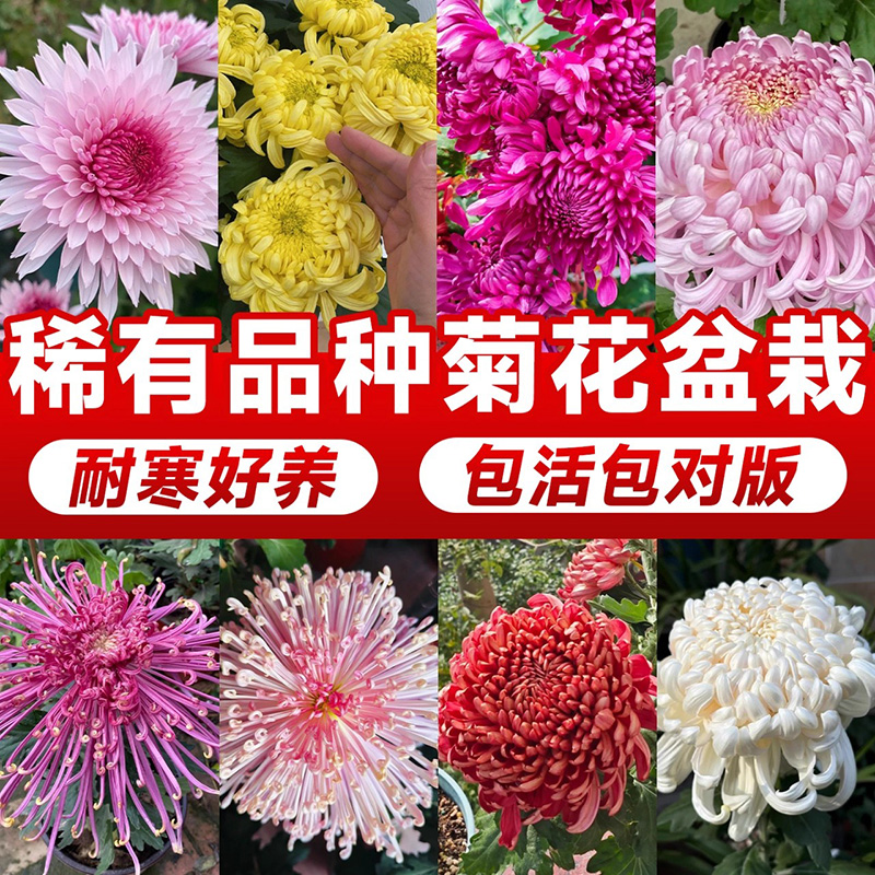 稀有品种菊花盆栽带花苞千头菊球