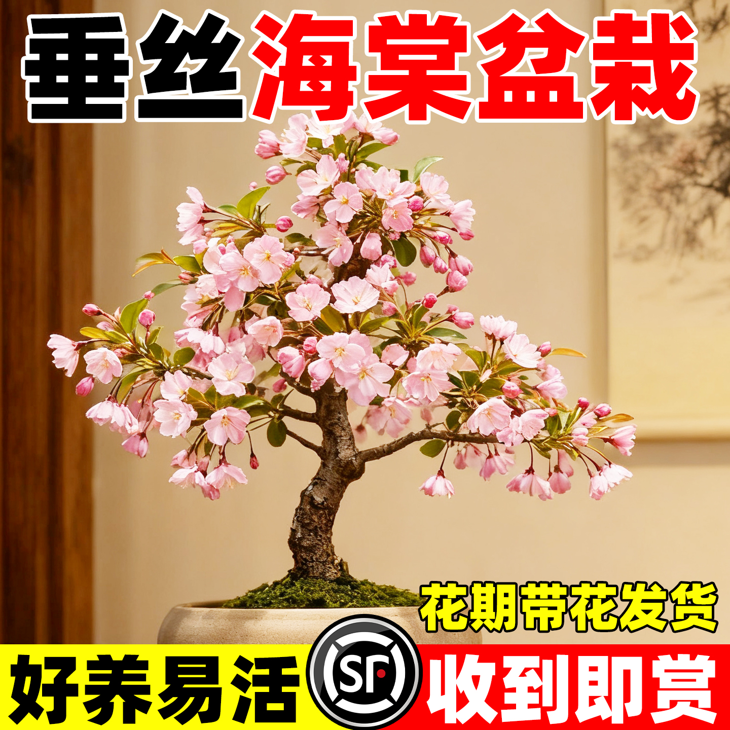 垂丝海棠花盆栽树苗室内庭院阳台