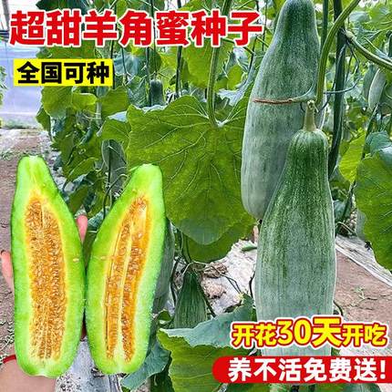 超甜羊角蜜种子皮薄肉厚脆甜多汁四季早熟高产冰糖子牛角蜜香瓜苗