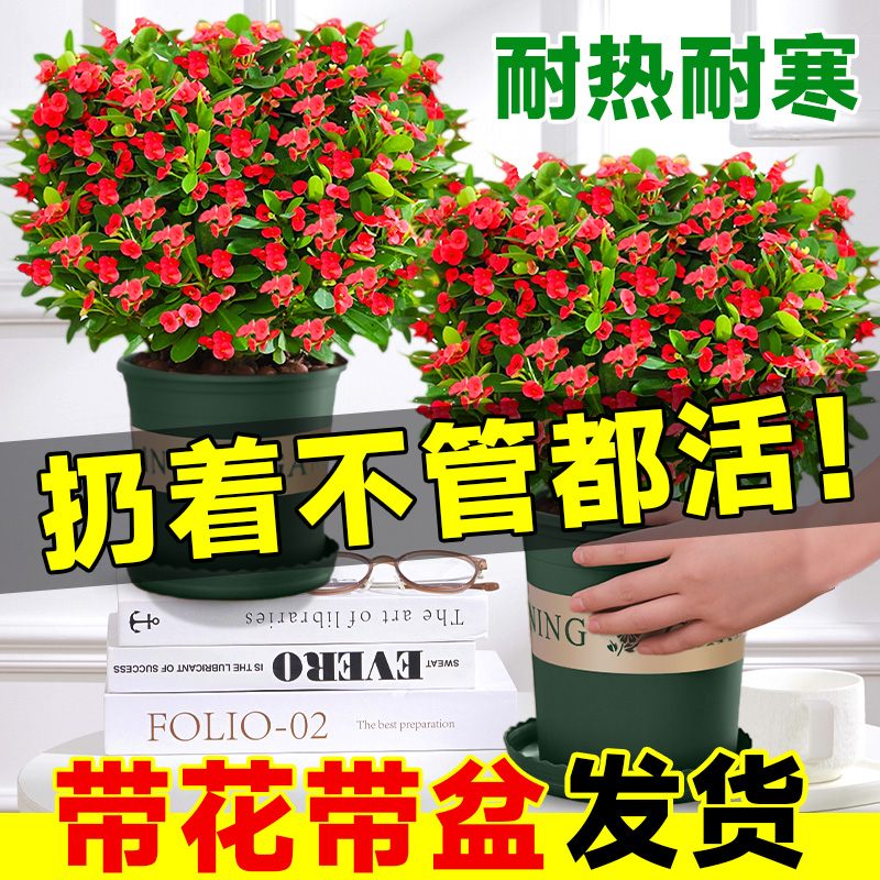 虎刺梅盆栽适合客厅摆放不怕晒