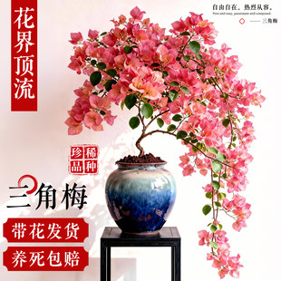 日落三角梅盆栽重瓣绿樱带花苞室内花卉绿植物阳台高端老桩特大苗