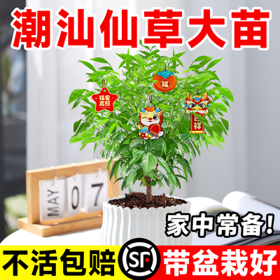 潮汕仙草盆栽红花大苗植物老桩