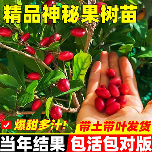 神秘果树果苗云南神秘果四季好养活阳台盆栽庭院地栽鲜果干变味果