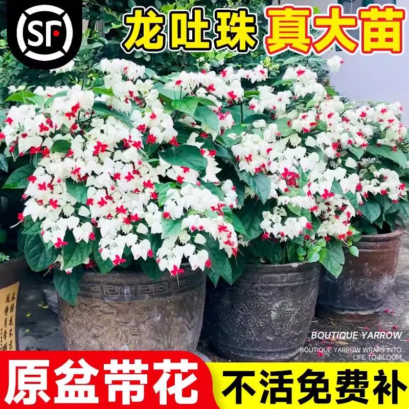 龙吐珠盆栽带花绿植爬藤植物苗室内易养活花卉苗庭院花卉老桩花苗,鲜花速递/花卉仿真/绿植园艺,时令草本花卉,淘宝优惠券,粉丝福利购,淘宝优惠卷