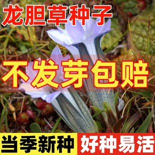 龙胆草种子中药材种籽四季种植易活地胆头磨地胆鹿耳草三花龙胆苗