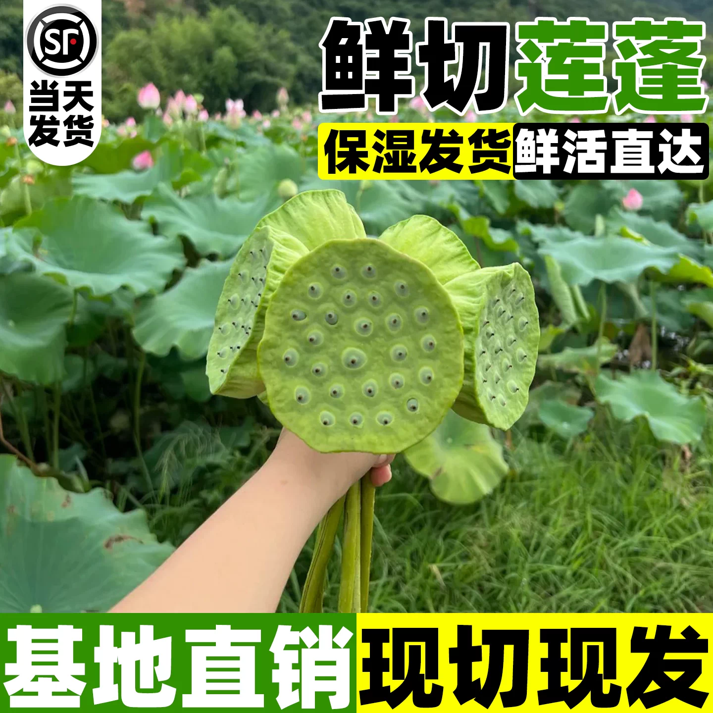 莲蓬鲜花室内水培植物中式禅意插花云南基地直发供佛荷花鲜切花苗