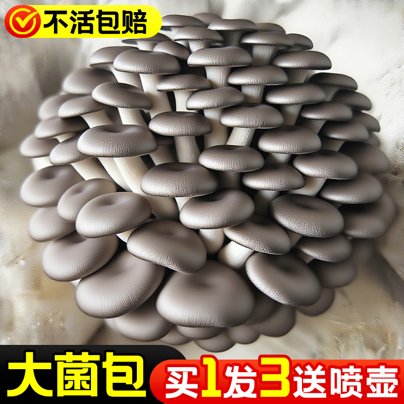 蘑菇种植包菌种可食用菌棒盆栽