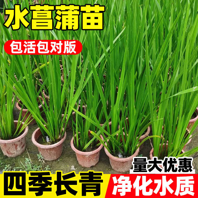 水菖蒲水生水培植物蒲剑水养盆栽净化草观赏石菖蒲香菖蒲池塘绿植,鲜花速递/花卉仿真/绿植园艺,水生植物,淘宝优惠券,粉丝福利购,淘宝优惠卷