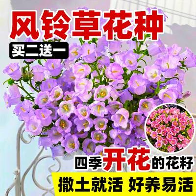 风铃草花种太阳花向日葵四季播种