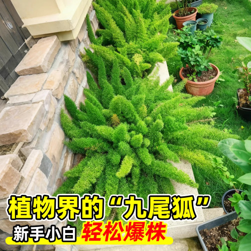 狐尾天门冬室内外花卉绿植物阳台