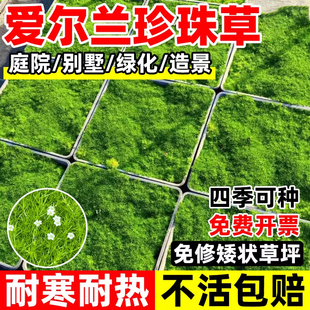 爱尔兰珍珠草耐寒耐旱庭院景观绿化多年生宿根绿植物四季常绿开花