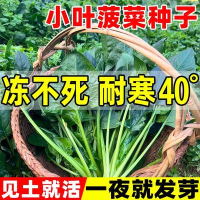 小叶菠菜种子耐寒盆栽蔬菜籽