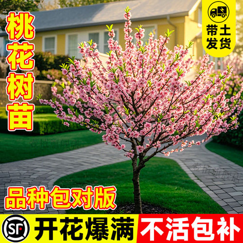 观赏桃花树活苗碧桃树苗大型真树