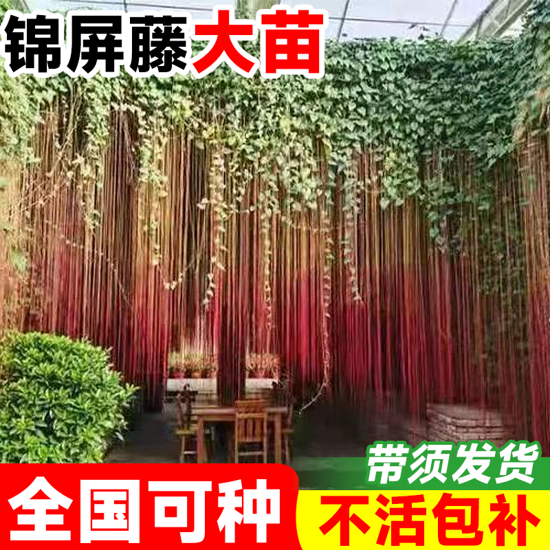 一帘幽梦锦屏藤苗室内外阳台庭院耐阴热绿植垂吊龙须藤蔓爬藤植物