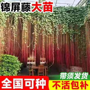 一帘幽梦锦屏藤苗室内外阳台庭院耐阴热绿植垂吊龙须藤蔓爬藤植物