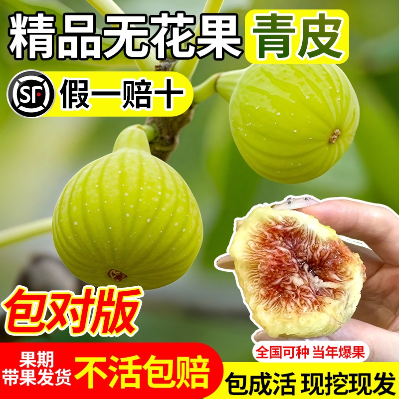 青皮无花果树苗波姬红带格