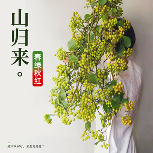 山归来鲜切枝条鲜花家用插花客厅蔷薇果干花水培植物绿植室内好养