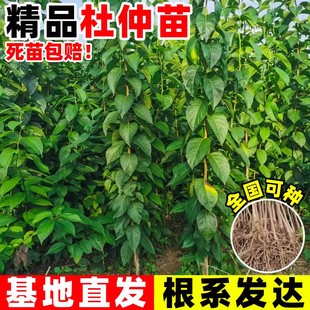杜仲树苗果树果苗药材种植苗盆栽地栽四季药用中草药连翘酸枣庭院