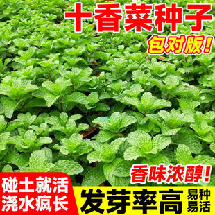 十香菜种子易成活阳台盆栽石香菜种籽薄荷食用四川鱼香菜四季种植