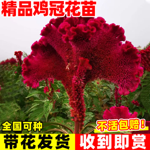 鸡冠花盆栽花坛草本植物成品带花苞鸡冠花苗庭院室外喜阳耐晒花卉