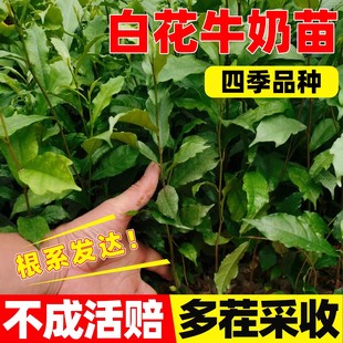 白花牛奶根树苗全缘琴叶榕五指毛桃苗煲汤猪脚饭香料会昌牛奶子根